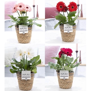 Gerbera belicht 2+ in Pure Collection Basket III