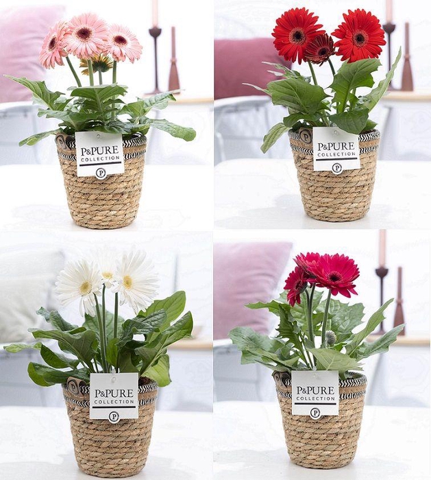 <h4>Gerbera belicht 2+ in Pure Collection Basket III</h4>