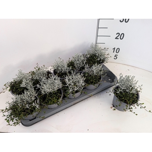 LEUCOPH BROWNII