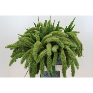 Setaria Italica Volle Melk