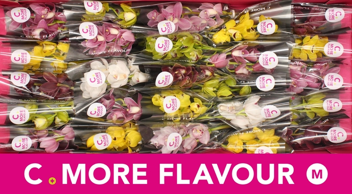 <h4>CYMB MI GEM</h4>