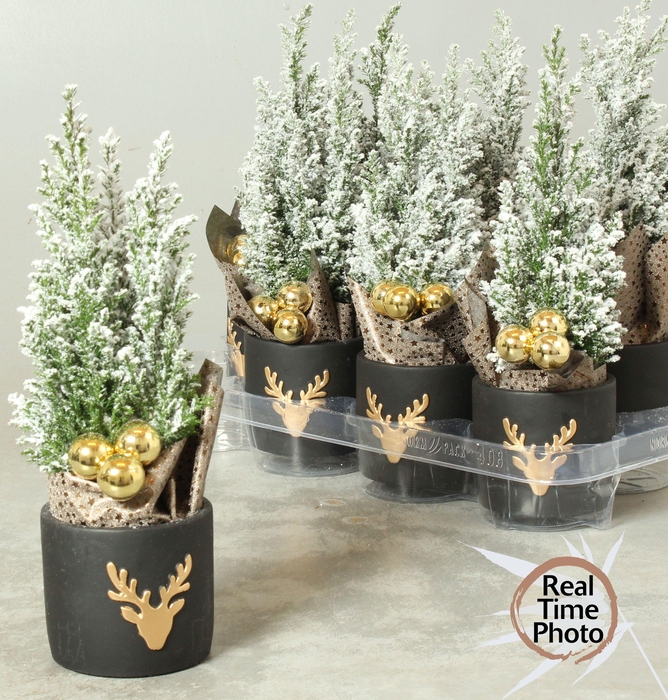 <h4>CHAM L ELLWOODII</h4>