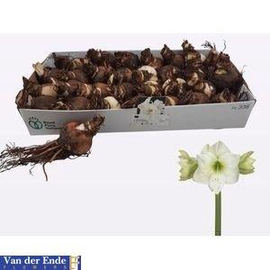 <h4>BLOEMBOL HIPPEASTRUM</h4>