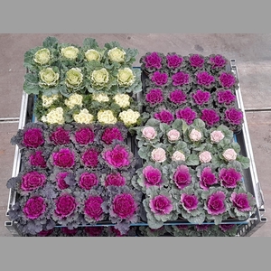 BRASSICA (SIERKOOL)