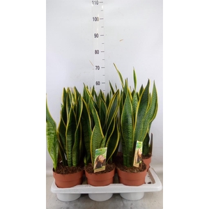 Sansevieria trifa. 'Laurentii'