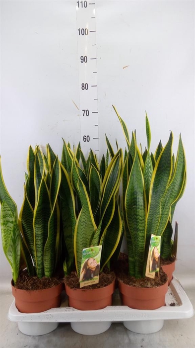 <h4>Sansevieria trifa. 'Laurentii'</h4>