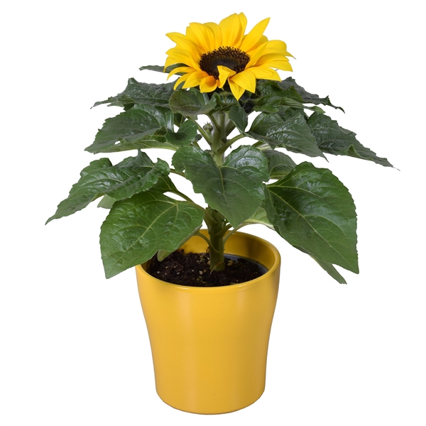 <h4>Helianthus 'Sunsation' in geel Bombé keramiek</h4>