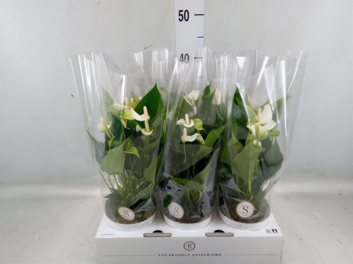 <h4>Anthurium andr. 'White Champion'</h4>