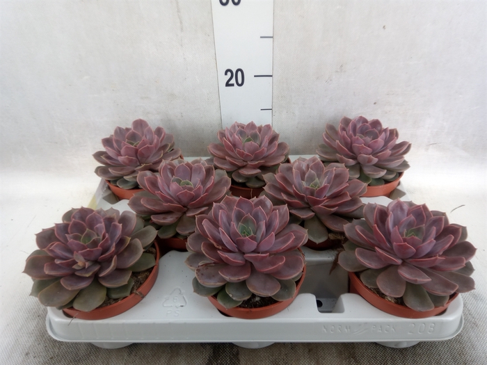 <h4>Echeveria   ...</h4>