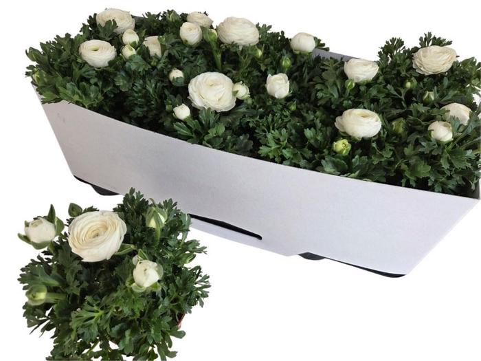 <h4>RANUN MACHE WHITE</h4>