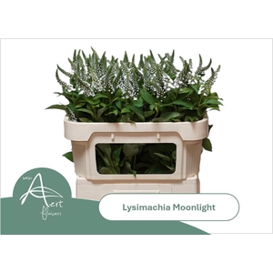 LYSIM MOONLIGHT