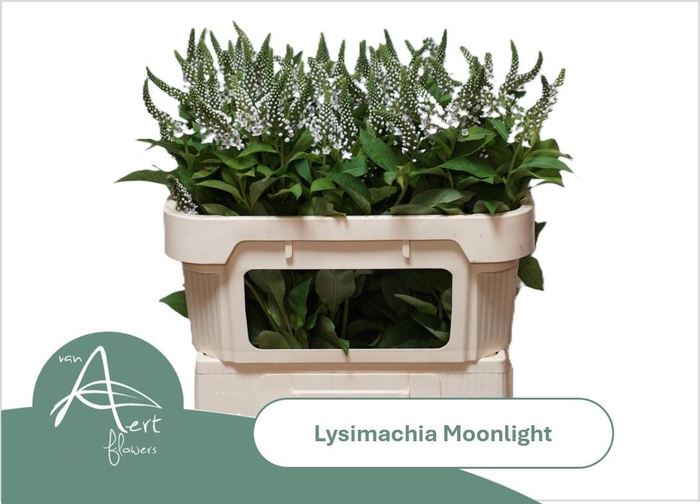 <h4>LYSIM MOONLIGHT</h4>