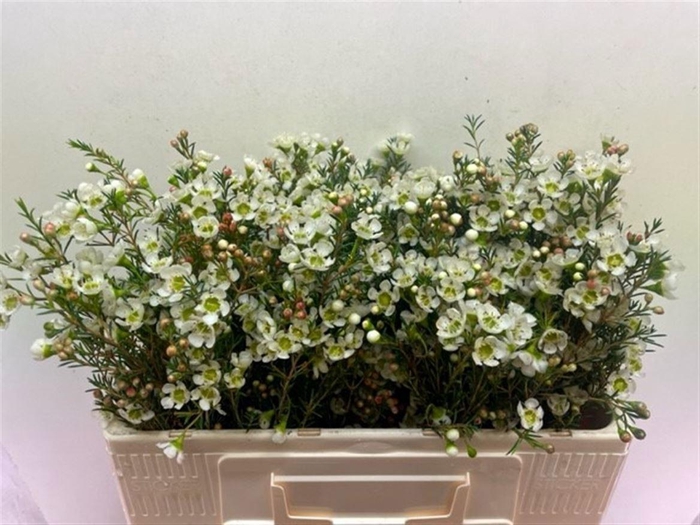 <h4>CHAME ME SIRIUS</h4>