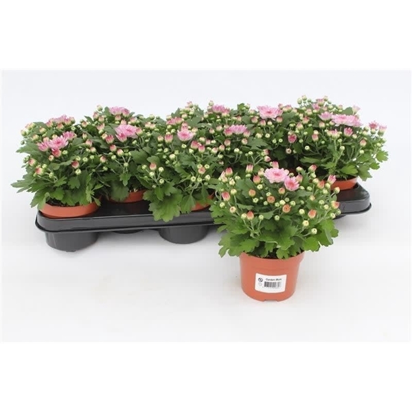 <h4>Chrysanthemum Gardenmum Pink</h4>