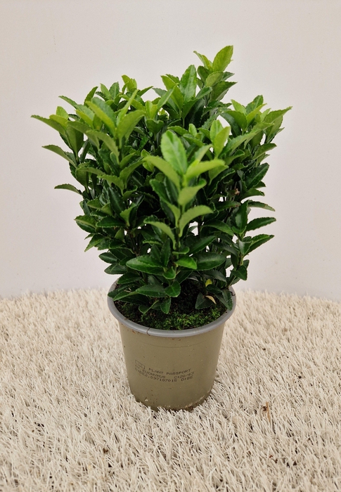 <h4>Euonymus Green Spire</h4>