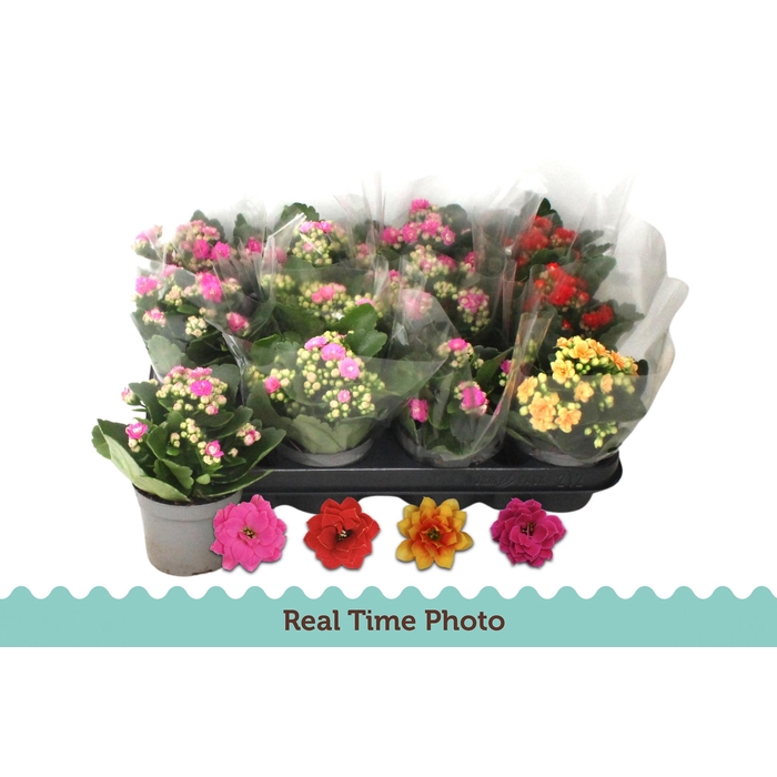 <h4>KAL GE GEM 5 KL</h4>