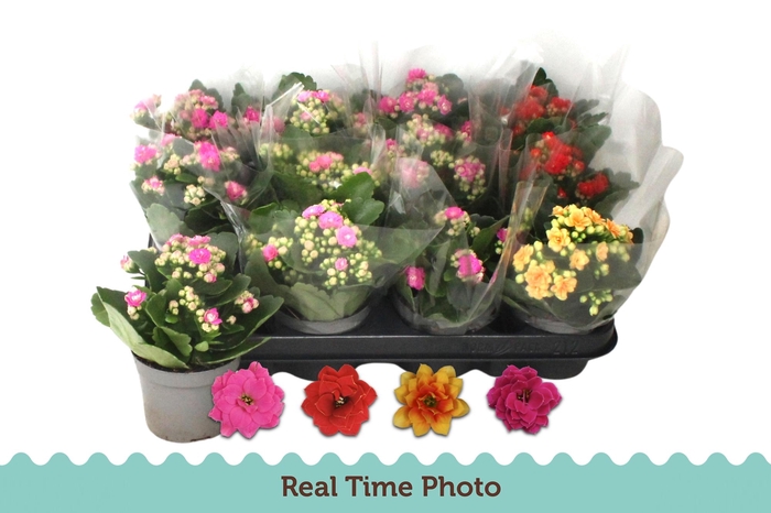 <h4>KAL GE GEM 5 KL</h4>