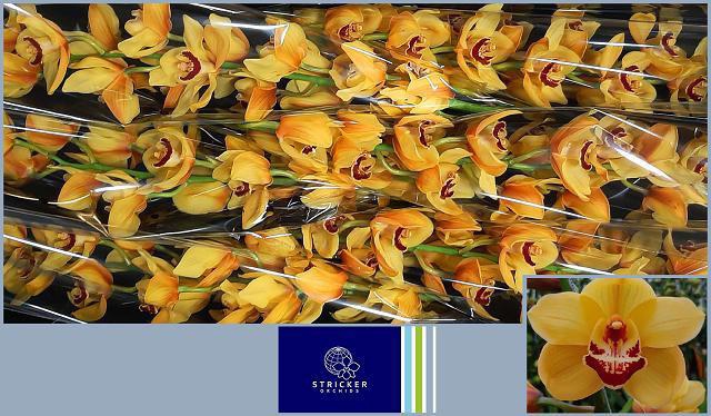 <h4>CYMB T RIJSENHOUT</h4>