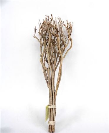 Bundle Tea Branch L65