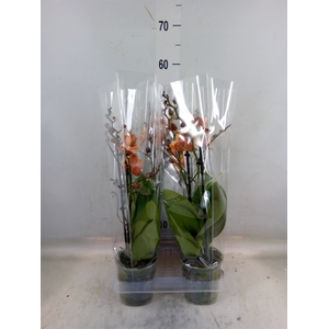 Phalaenopsis   ...