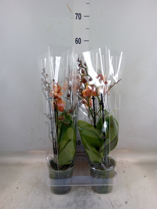 <h4>Phalaenopsis   ...</h4>