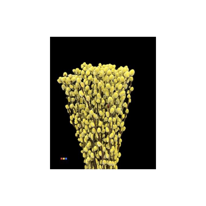 <h4>Salix Pussy Willow Yellow</h4>