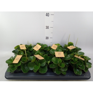 Peperomia obt. 'Obtipan'