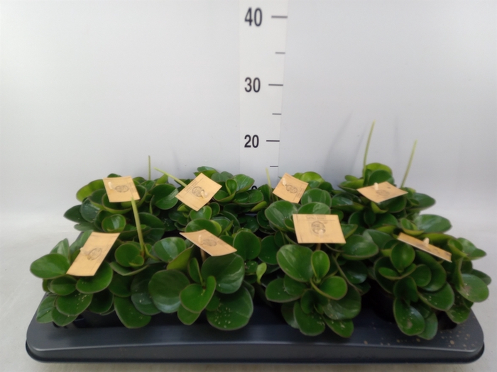 <h4>Peperomia obt. 'Obtipan'</h4>