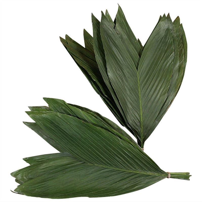 <h4>Cocos Medium</h4>