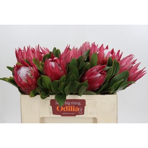 Protea Cynaroides Madiba