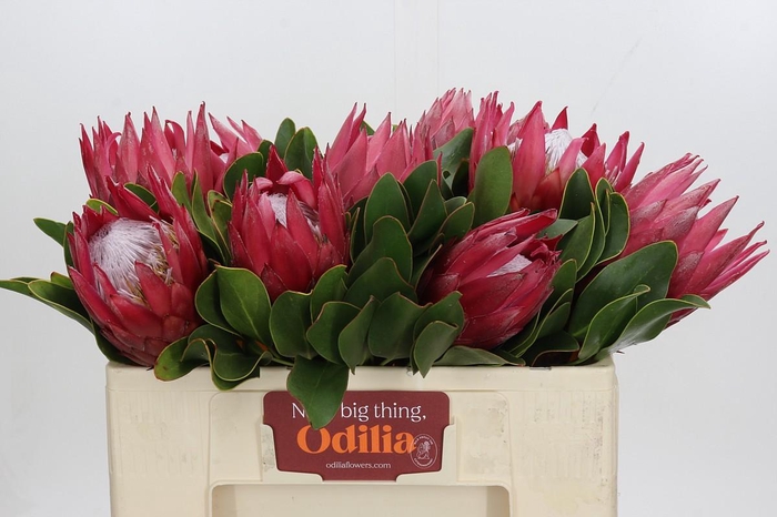 <h4>Protea Cynaroides Madiba</h4>