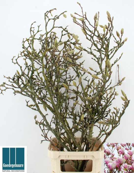 <h4>MAGNOLIA OV</h4>