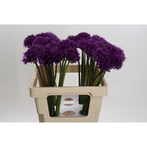 Allium Purple Sensation