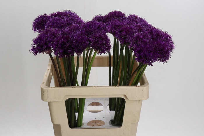 <h4>Allium Purple Sensation</h4>