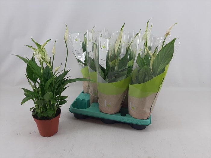 <h4>SPATH TORELLI</h4>