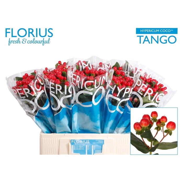 <h4>Hyp Coco Tango</h4>