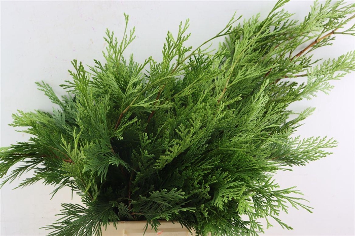 <h4>Chamaecyparis Mix Zak 5 Kg</h4>