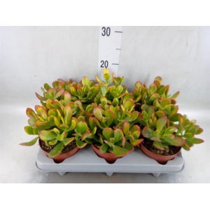 Crassula ovata 'Sunset'