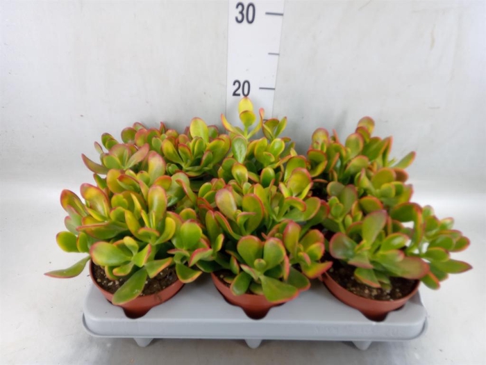 <h4>Crassula ovata 'Sunset'</h4>