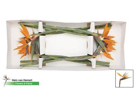 <h4>Strelitzia Bloem 23cm Doos</h4>