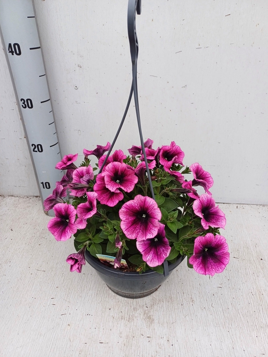 <h4>PET GO!TUNIA D PU VE</h4>