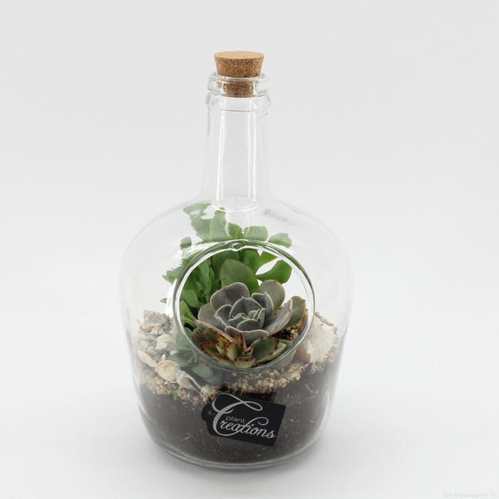 SGCR-2419 Summer Greens terrarium