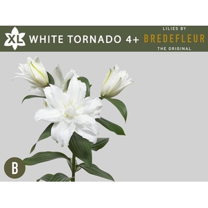 LI OR DU WHI TORNADO 4+