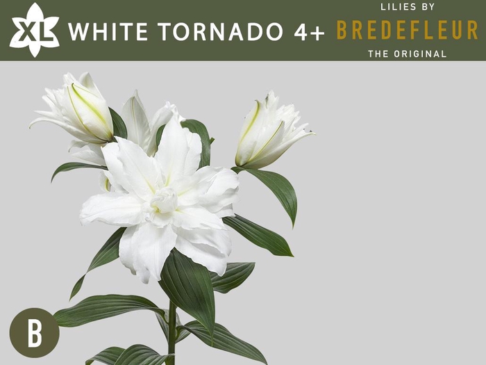 <h4>LI OR DU WHI TORNADO 4+</h4>