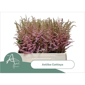 ASTIL AR CATTLEYA