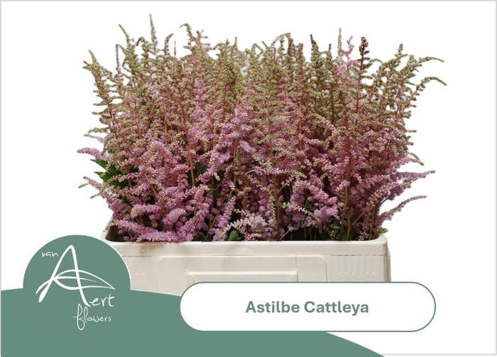 <h4>ASTIL AR CATTLEYA</h4>
