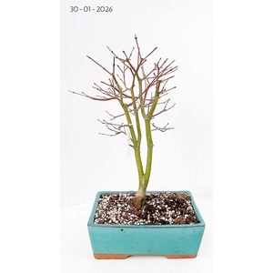 Acer palmatum katsura, pot 25cm.