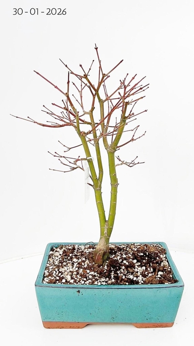 <h4>Acer palmatum katsura, pot 25cm.</h4>