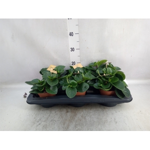 Peperomia obt. 'Red Canyon'