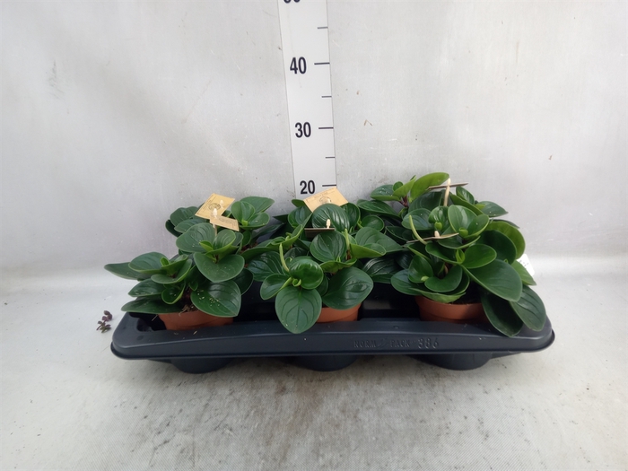 <h4>Peperomia obt. 'Red Canyon'</h4>